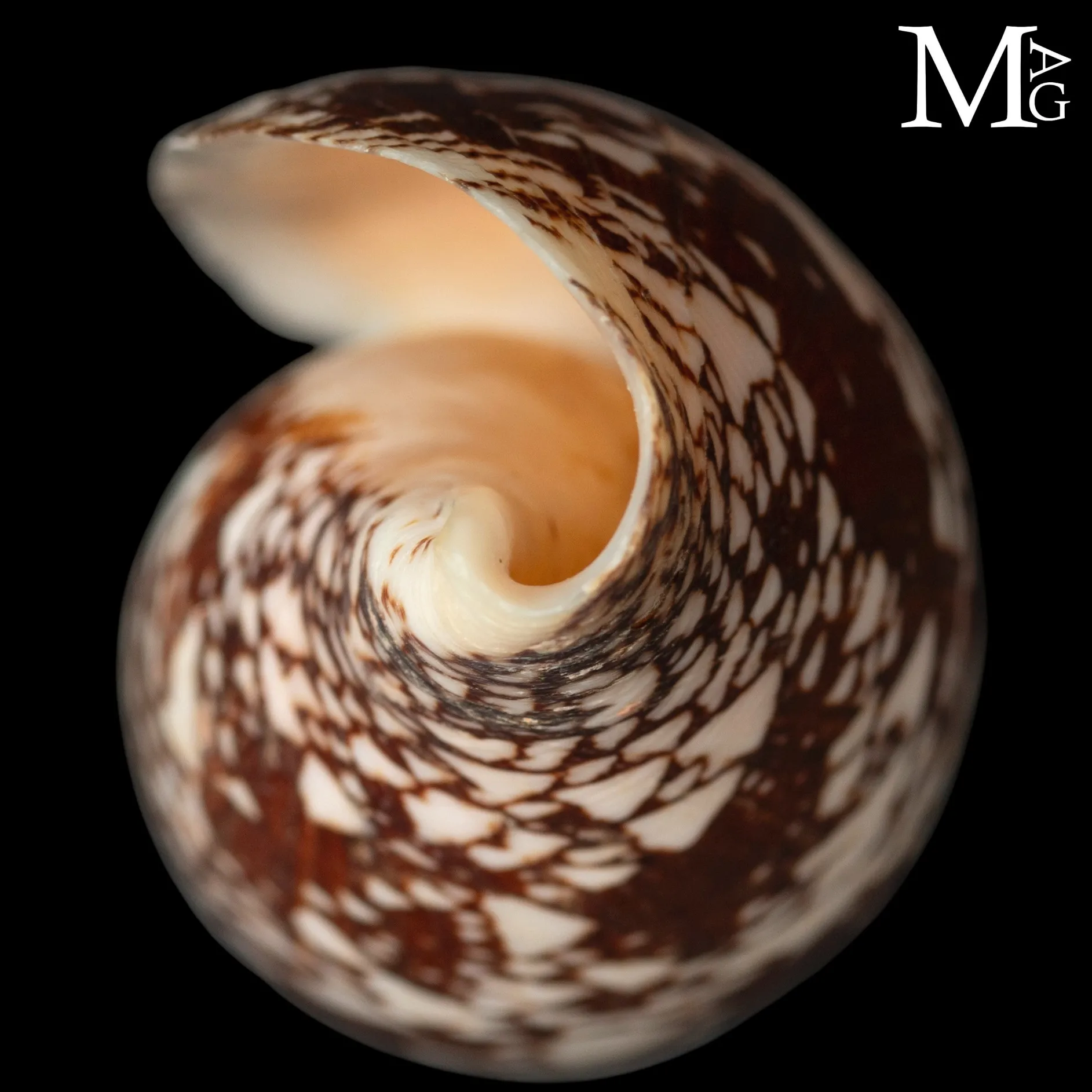 Conus Aulicus f. Propenudus.